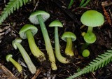 Gliophorus viridis image