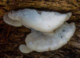 Tyromyces chioneus image