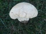 Calvatia cyathiformis image