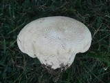 Calvatia cyathiformis image