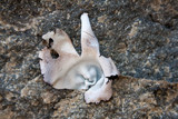Umbilicaria americana image