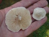 Clitopilus prunulus image