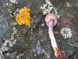 Inocybe lilacina image