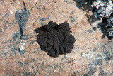 Umbilicaria hyperborea image