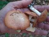 Suillus weaverae image