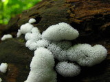 Ceratiomyxa fruticulosa var. fruticulosa image