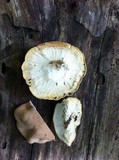 Hypocrea peltata image