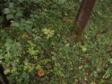 Leccinum aurantiacum image