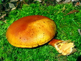 Gymnopilus luteus image