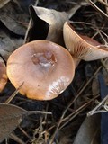 Lactarius hepaticus image
