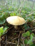 Stropharia coronilla image