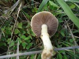 Stropharia coronilla image