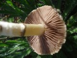 Stropharia coronilla image