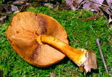 Gymnopilus luteus image