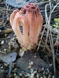 Colus hirudinosus image