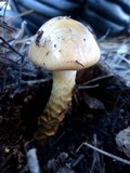 Cortinarius trivialis image