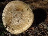 Amanita excelsa image