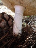 Amanita excelsa image