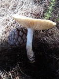 Amanita excelsa image