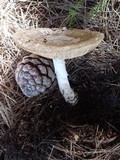 Amanita excelsa image