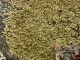 Melanelia panniformis image