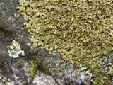 Melanelia panniformis image