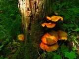 Gymnopilus luteus image