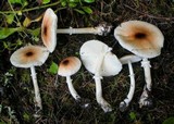 Lepiota rubrotinctoides image