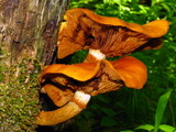 Gymnopilus luteus image