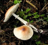 Lepiota rubrotinctoides image