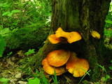 Gymnopilus luteus image