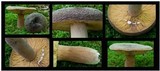 Lactarius corrugis image