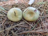 Lactarius chelidonium image