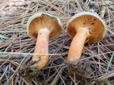 Lactarius chelidonium image