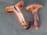 Lactarius chelidonium image