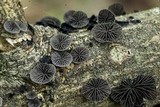 Resupinatus applicatus image