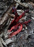 Clathrus archeri image