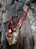 Clathrus archeri image