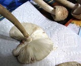Amanita rubescens var. rubescens image
