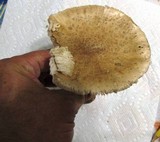Amanita rubescens var. rubescens image