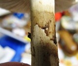 Amanita rubescens var. rubescens image