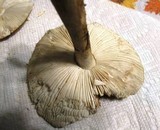 Amanita rubescens var. rubescens image