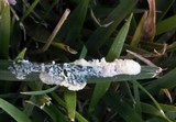 Fuligo septica image