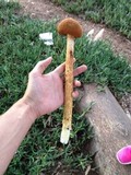 Battarrea phalloides image