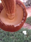 Battarrea phalloides image
