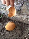 Battarrea phalloides image