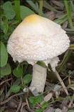 Lepiota clypeolaria image