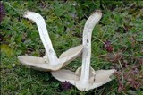 Lepiota clypeolaria image