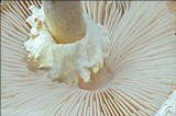 Lepiota clypeolaria image
