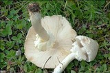 Lepiota clypeolaria image
